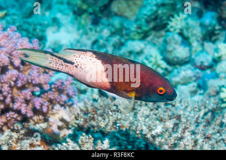 Lyretail hogfish [Bodianus anthioides],  Egypt, Red Sea. Stock Photo