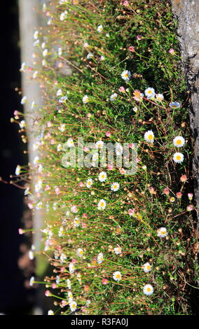 Gänseblümchen wächst auf einer kleinen Wiese an einer Mauer hoch Stock Photo