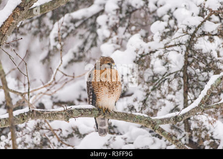 Red tailed hawk in snowy forest watching for prey and perched on snow covered branch Stock Photo