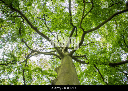 Looking up through the branches of a beautiful tree Stock Photo