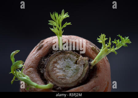 Growing carrot tops from carrots isolated on black background Stock Photo