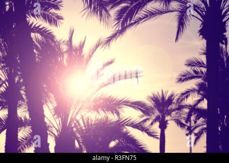 Defocused palm trees against the sunset, lens flare effect. Stock Photo