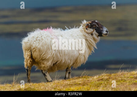 Sheep, Scottish Blackface Ewe grazing on Croftland on the Isle of Mull, Inner Hebrides, Scotland. With Loch na Keal in the background. Landscape Stock Photo