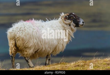 Sheep, Scottish Blackface Ewe grazing on Croftland on the Isle of Mull, Inner Hebrides, Scotland. With Loch na Keal in the background. Landscape Stock Photo