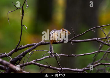 Cute Chipmunk resting on a fallen branch. This was taken in a forest near Caseville Michigan. The forest consist of oak trees and is full of wildlife. Stock Photo