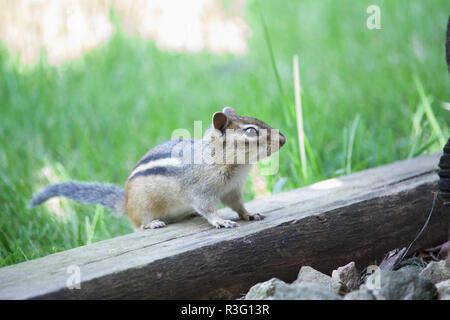 Close up view of a curious striped chipmunk perched on a wooden plank Stock Photo