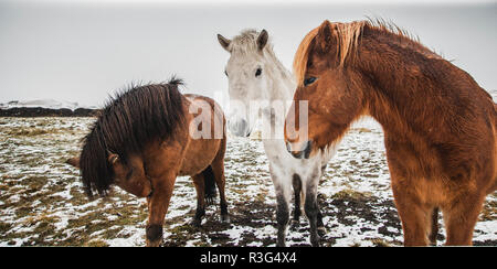 Authentic wild Icelandic horses in nature riding. Stock Photo