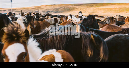 Authentic wild Icelandic horses in nature riding. Stock Photo