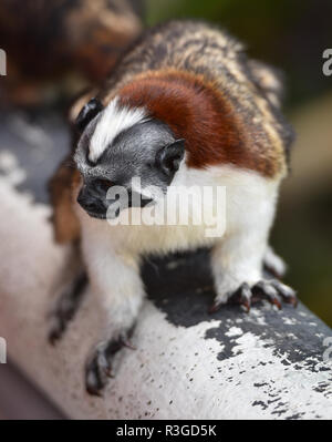 Geoffroy's tamarin (Saguinus geoffroyi) small monkey in Panama rain forest.   AKA  the Panamanian, red-crested or rufous-naped tamarin. Stock Photo