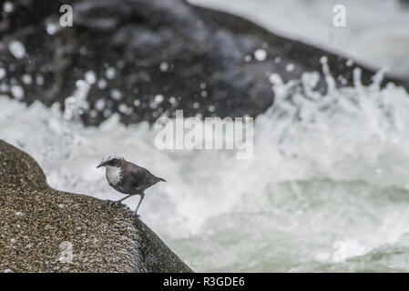 White-capped dipper (Cinclus leucocephalus) feeding on insect larvae along a high altitude river in Peru. Dippers are the only aquatic songbirds. Stock Photo
