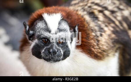 Geoffroy's tamarin (Saguinus geoffroyi) small monkey in Panama rain forest.   AKA  the Panamanian, red-crested or rufous-naped tamarin. Stock Photo