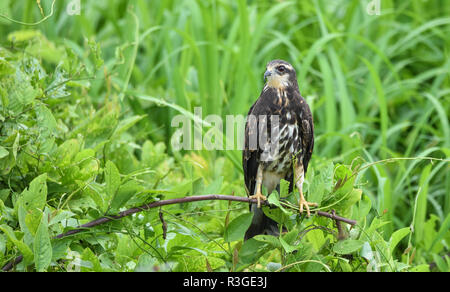 Immature common Black hawk (Buteogallus anthracinus) in Panama, bird of prey in his native habitat of lush green marshlands. Stock Photo