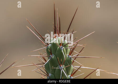 A wild cactus growing in the Andes not far from Cusco, this species is called Eve's needle (Austrocylindropuntia subulata). Stock Photo
