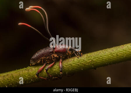 Ophiocordyceps curculionidae, a species of cordyceps fungus that specializes in attacking weevils. From Manu National Park, Peru. Stock Photo