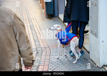 people with a greyhound who is clothed with a coat on the move in the city Stock Photo