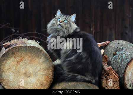 norwegian forest cat on tree trunks Stock Photo