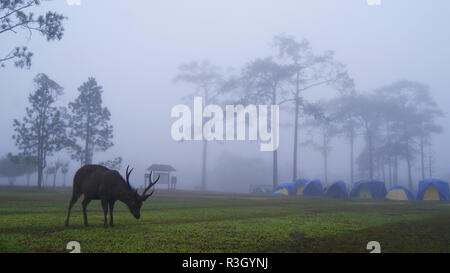 landscape deer in fog / brown red deer animal wildlife graze eating grass on green field with mist fog in morning and tent camping pine tree backgroun Stock Photo