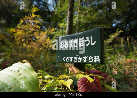 A visit to the Institute For Nature Study in Tokyo, Japan. It is an urban garden oasis, showing what wild Tokyo looked like. Stock Photo