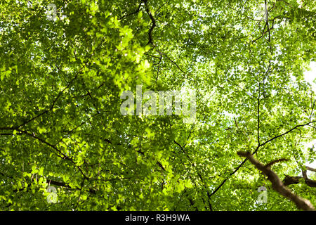 sun through the green leaves of the canopy of a high lawn outdoors in the forest in nature Stock Photo