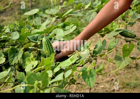 Indian Rice Plant or Paddy ( Oryza sativa  ) before harvesting Stock Photo