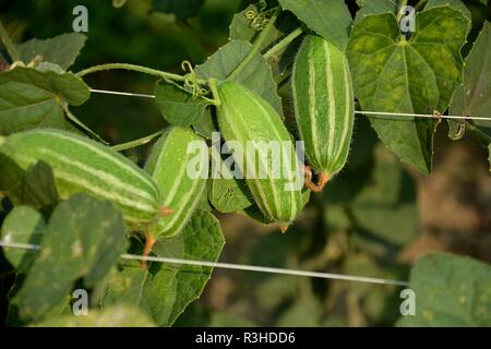 Beautiful pointed gourd flower or Trichosanthes dioica in a plant in the field. Stock Photo