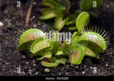 Sydney Australia, Venus flytrap in garden bed Stock Photo