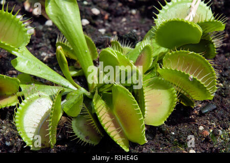 Sydney Australia, Venus flytrap in garden bed Stock Photo