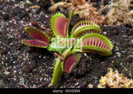 Sydney Australia, Venus flytrap in garden bed Stock Photo