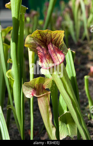 Sydney Australia, pitcher plant or trumpet pitcher Stock Photo