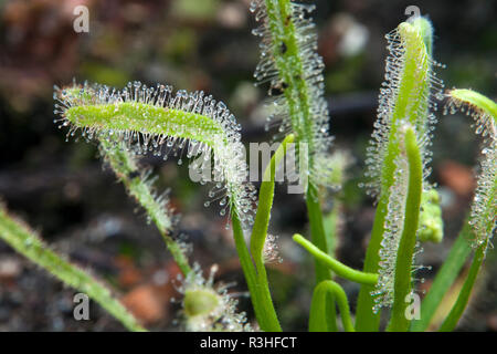 Sydney Australia, sundew plant with sticky mucilage to catch insects Stock Photo