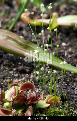 Sydney Australia, venus flytrap and unidentified plant with delicate stems and white flowers Stock Photo