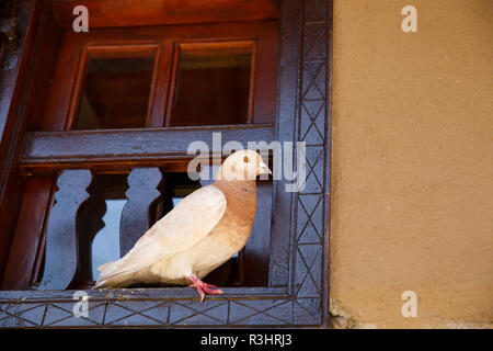 Pigeon sitting on the window in old Kakopetria village, Cyprus. Stock Photo