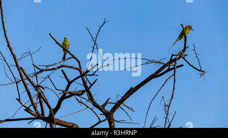 Two little Bee-eater birds are sitting on a branch of tree Stock Photo