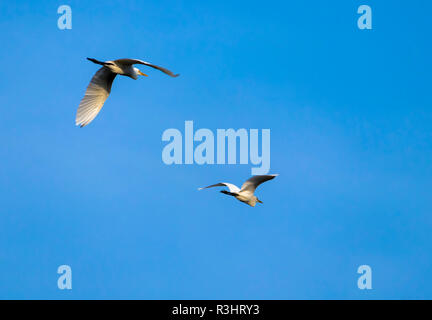 Seagulls is seen in search of food Stock Photo