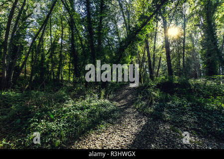 Sunlight that shines through the tree branches and gives an atmospheric light on a walking path between the forest Stock Photo