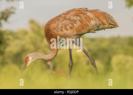 A sandhill crane (Grus canadensis) keeping its eyes on the ground as it walks through a field foraging for food. Stock Photo