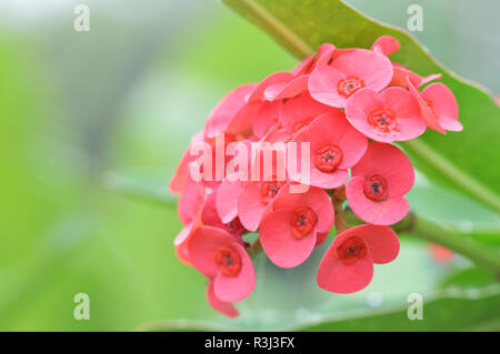 Christ Thorn flower / Euphorbia milli or crown of thorns red flower on natural green background - pink of Euphorbia milli Desmoul blossoming in the ga Stock Photo