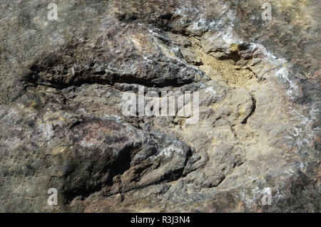 dinosaur footprint / real of ancient dinosaur footprint in mud become a rock fossil dinosaur in thailand millions of years ago Stock Photo