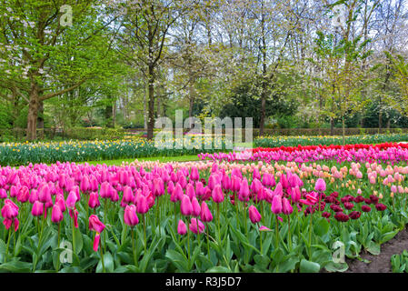 Flower garden with multi-colored tulips (tulipa) in bloom, Keukenhof Gardens Exhibit, Lisse, South Holland, The Netherlands Stock Photo