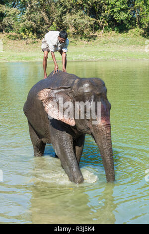 Mahout stands on the back of his Indian elephant (Elephas maximus indicus) in the river, Kaziranga National Park, Assam, India Stock Photo