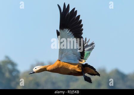 Ruddy Shelduck (Tadorna ferruginea) in flight, Chitwan National Park, Nepal Stock Photo