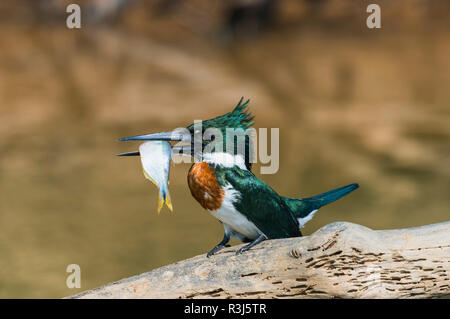 Green Kingfisher (Chloroceryle Americana) on a branch with a fish in the beak, Pantanal, Mato Grosso, Brazil