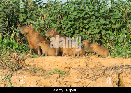 Capybara family (Hydrochoerus hydrochaeris) on a river bank, Cuiaba River, Pantanal, Mato Grosso, Brazil Stock Photo
