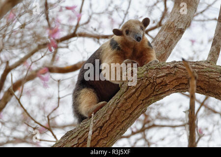Southern tamandua (Tamandua tetradactyla) climbing on a tree, Pantanal, Mato Grosso, Brazil Stock Photo