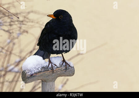 blackbird in winter Stock Photo
