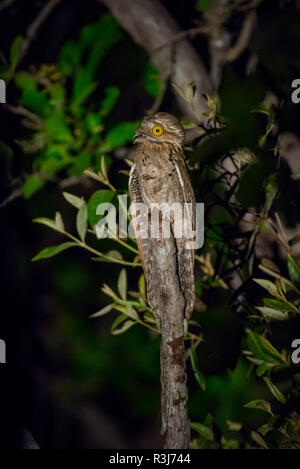 Common potoo (Nyctibius griseus), Pantanal, Mato Grosso do Sul, Brazil Stock Photo