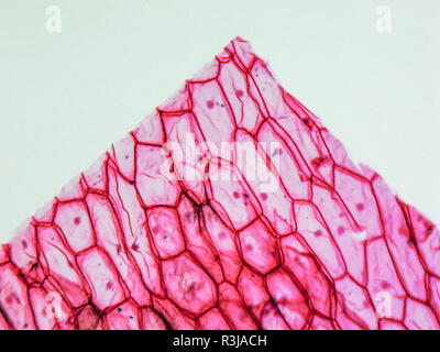 Onion epidermus micrograph Stock Photo - Alamy