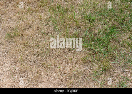 Parched, brown and dry garden lawn grass in a hot summer drought, Berkshire, July