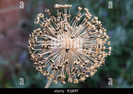 Dutch garlic, Allium hollandicum, 'Purple Sensation, spherical seedhead with open seedpods showing black seeds, July Stock Photo