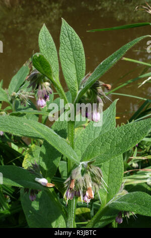 Common comfrey, Symphytum officinale, flowering beside the Kennet & Avon Canal, Hungerford, June Stock Photo